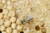 Honey Bee (Apis mellifera) drone larvae in brood cells shortly before the transition into the pupae stage, with some cells already sealed