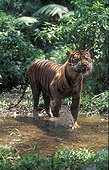 Sumatran tiger in a river in Asia