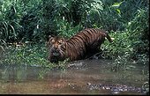 Sumatran tiger enters in a river in Asia