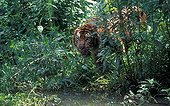 Sumatran tiger near a river in Asia