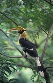 Great Hornbill on a branch in Asia