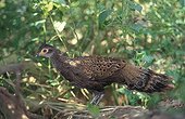 Malayan Peacock-Pheasant in Asia