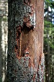 Dead spruce (Picea) through infestation of bark beetles (Scolytinae) in the Black Forest, Baden-Wuerttemberg, Germany, Europe