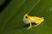 Rainette sur une feuille PN de Manuel Antonio au Costa Rica