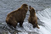 Grizzlies fighting in the river Katmai NP USA