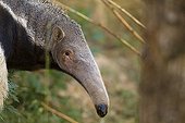 Portrait of a Giant anteater in South america