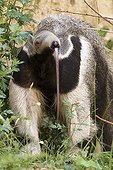 Giant anteater in South america