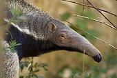 Portrait of a Giant anteater in South america