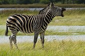 Burchell's Zebra in the Moremi Game reserve Botswana