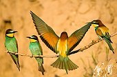 Two couple of Bee-eaters perching on branch in loess cliff