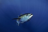 Giant Yellowfin Tuna Socorro Island Mexico Pacific Ocean