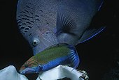 Yellowband Angelfish and Klunzinger's Wrasse Red Sea