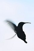 Silhouette Hummingbird hovering Martinique