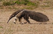Great anteater walking in the savanna Pantanal Brazil