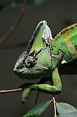 Veiled Chameleon or Yemen Chameleon (Chamaeleo calyptratus)