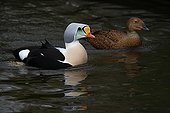 Couple of King Eider on water 