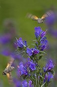 Olive Bee Hawk moth gathering nectar from blueweed France