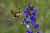 Broad-bordered Bee Hawk Moth from blueweed France