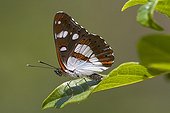 Southern White Admiral on Strawberry Tree Massif des Maures 