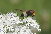 Hover-fly on umbelliferous flower Vosges France