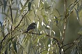 Ovenbird on a branch Kinbrook Marsh Alberta Canada