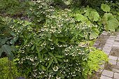 Hydrangea 'Shishidanka' in bloom in a garden