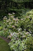 Hydrangea 'Kiyosumi' and hosta in a garden