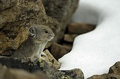 Pika on rock and first snow Rock Glacier Canada 