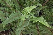 Soft shield fern 'Proliferum' in a garden