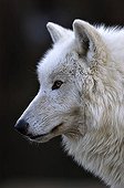 Arctic Wolf (Canis lupus arctos), portrait