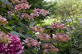 Hydrangea 'Grayswood' in bloom in a garden