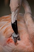 Chilean Flamingo (Phoenicopterus chilensis) chick burrowed into its parent's plumage, Luisenpark, Mannheim, Baden-Wuerttemberg, Germany, Europe