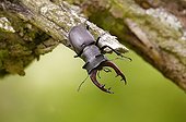 Stag beetle on a dead branch of an old oak Germany