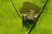 European Tree Frog looking through a hole in leaf Bavaria