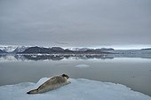 Bearded seal resting on ice Kongsfjorden Svalbard