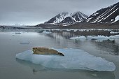 Bearded seal resting on ice Kongsfjorden Svalbard