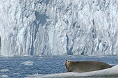Bearded seal resting on ice Mollerfjorden Svalbard