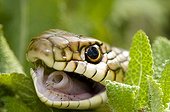 Portrait of a Large Whip Snake in Dobrudja Rumania