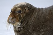 Portrait of bearded seal Northwest Coast Svalbard 