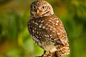 Common owl sitting on perch with prey in the claws Germany