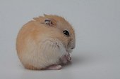 Russian hamster like a ball on white background 