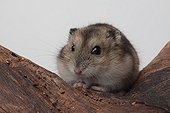 Russian hamster on wood on white background 