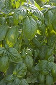 Sweet basil 'Grand Vert' in an organic kitchen garden