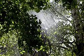 Water spraying in a little water garden in summer