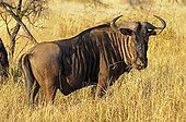 Blue Wildebeest (Connochaetes taurinus), Madikwe Game Reserve, South Africa