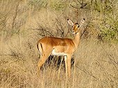 Female Impala (Aepyceros melampus), Madikwe Game Reserve, South Africa