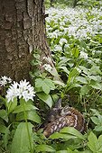 European Roe Deer (Capreolus capreolus) fawn in wild garlic