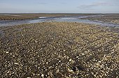 Mussel Reed field in a mud flat, Mellum Island, Lower Saxony Wadden Sea National Park, UNESCO World Heritage Site, Lower Saxony, Germany, Europe