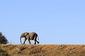 Young African elephant (Loxodonta africana) walking over a dam, Madikwe Game Reserve, South Africa, Africa