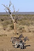 Plains Zebra (Equus burchelli syn ; Plains Zebra (Equus burchelli syn. Equus quagga), Madikwe Game Reserve, South Africa, Africa